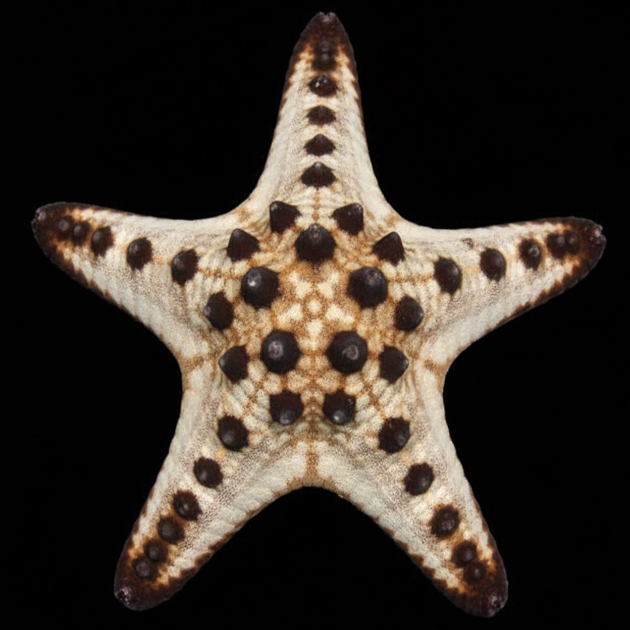 Chocolate Chip Starfish (Protoreaster nodosus) - Cleanup Crew