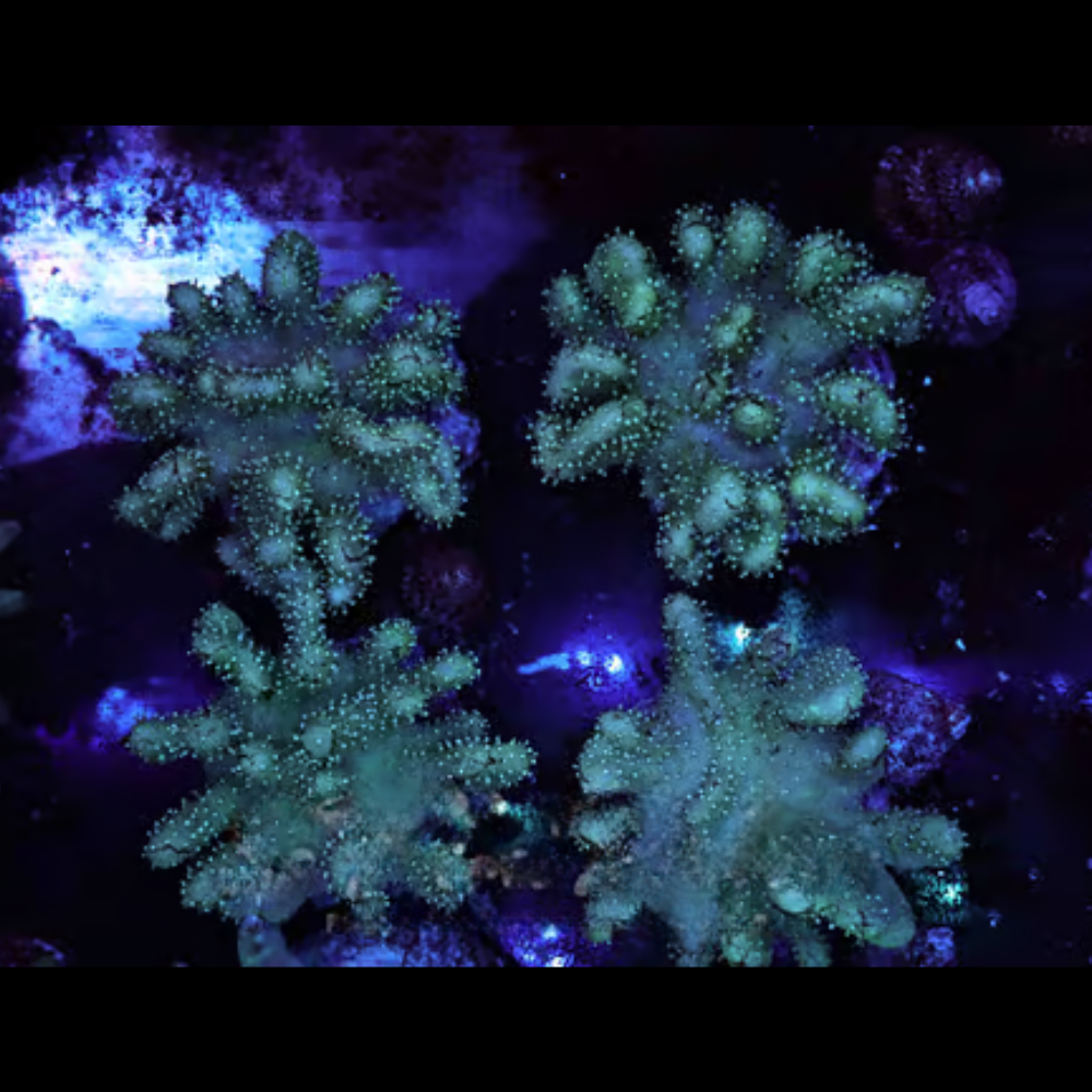 Green Devil's Hand Colony - SAQ Coral Farm - SaltwaterAquarium.com