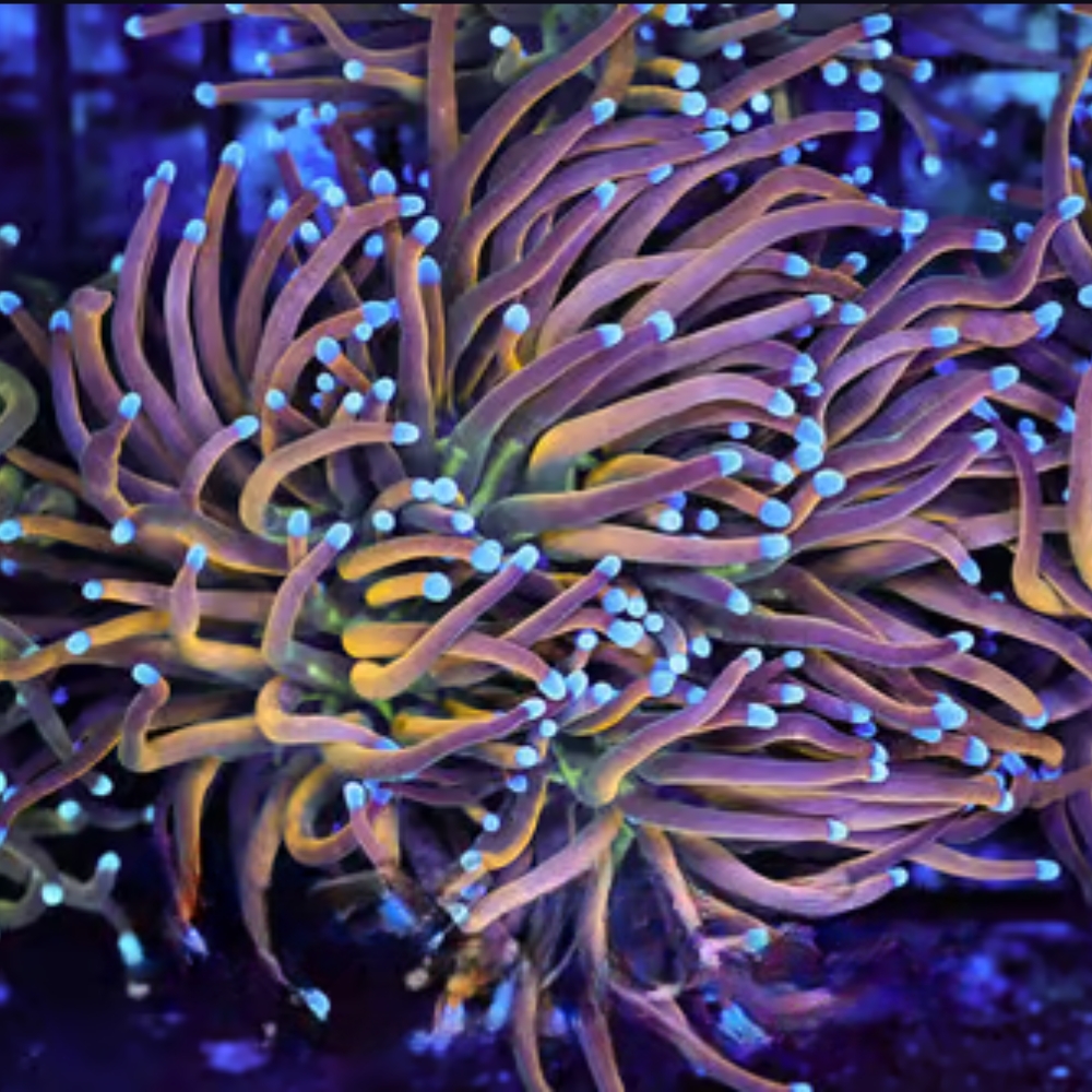 Dragon Tamer Torch Coral - SAQ Coral Farm - SaltwaterAquarium.com