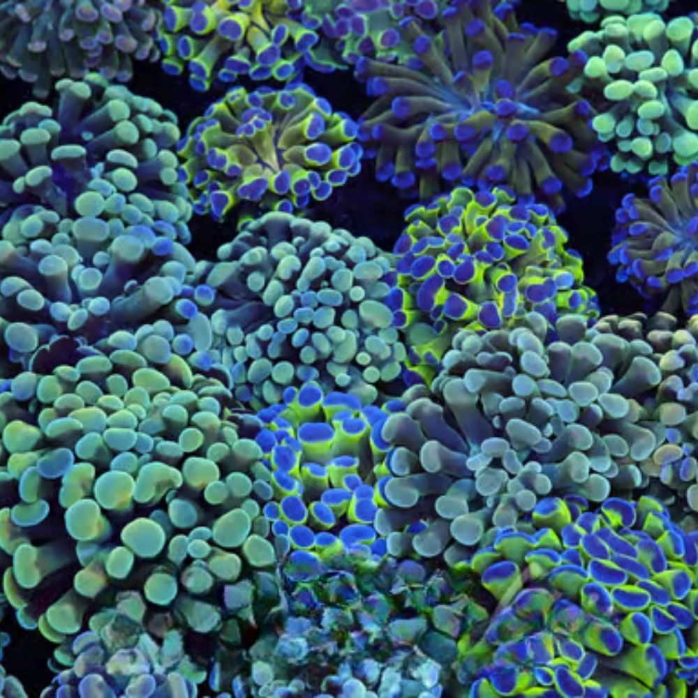 Five Pack) Mystery Hammer Coral 1-2 Heads - SAQ Coral Farm