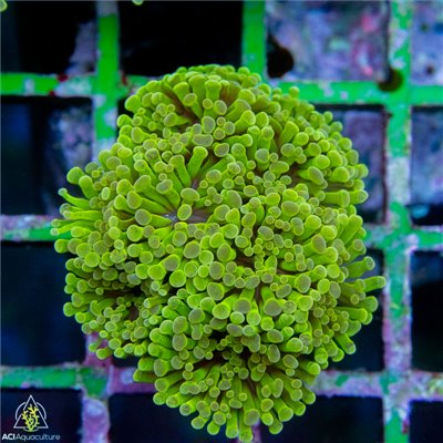 Golden Crocodile Branching Frammer LG Colony WYSIWYG - SAQ Coral