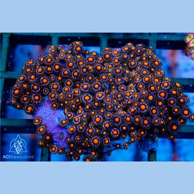 Purple Orange Zoa Colony WYSIWYG A1 - SAQ Coral Farm