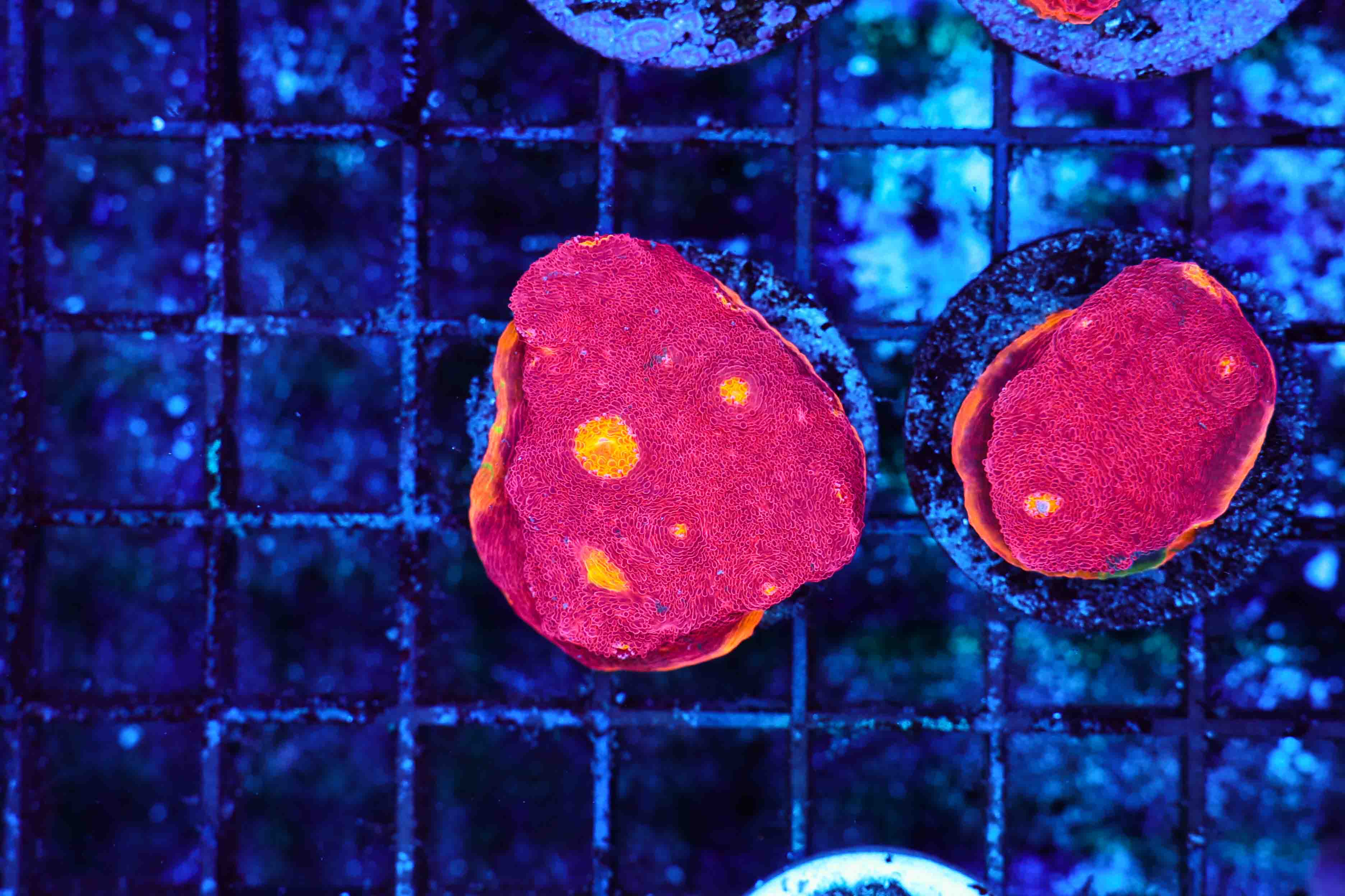 Flame Thrower Chalice WYSIWYG - SAQ Coral Farm - SaltwaterAquarium.com