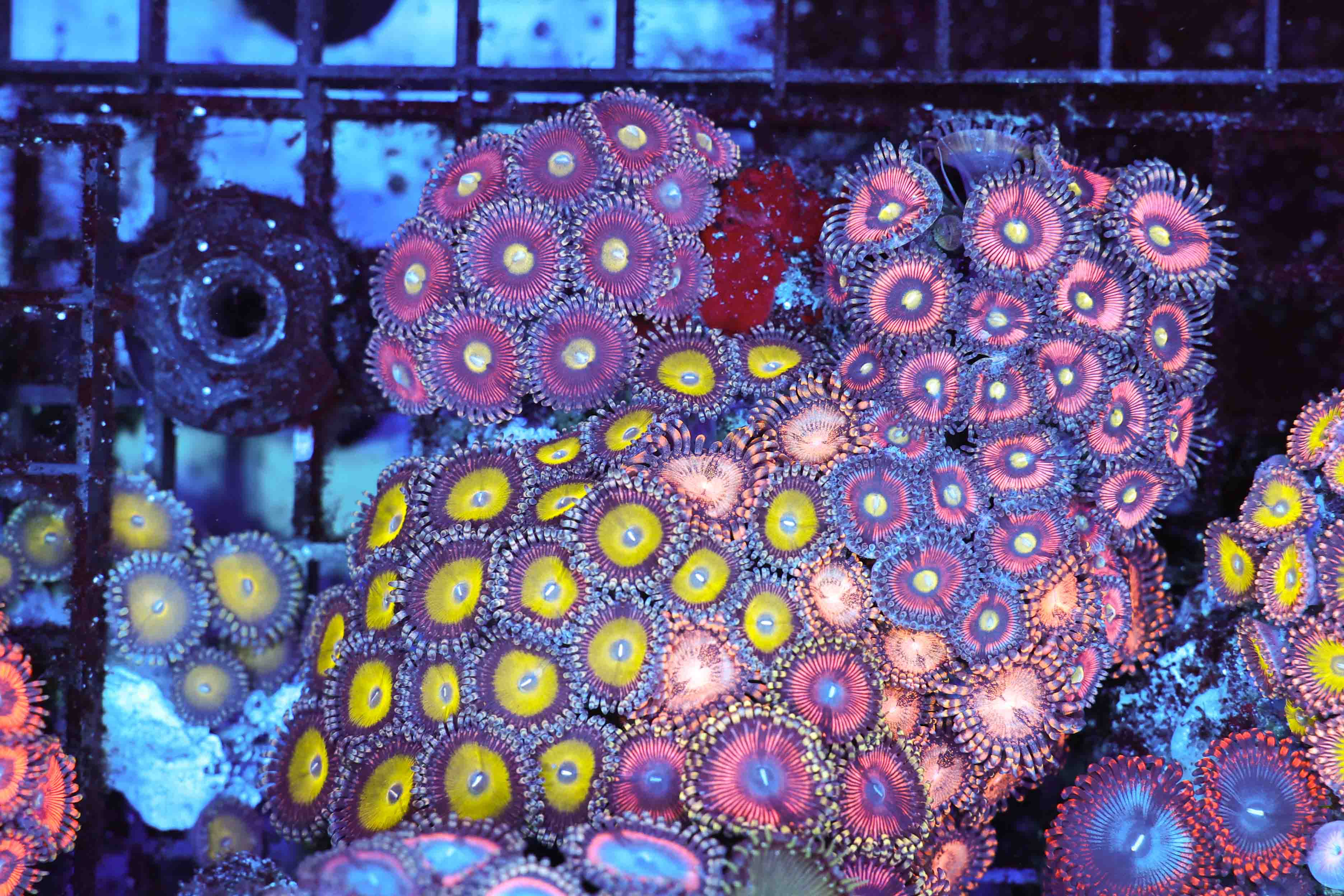 Multi-Zoanthid Combo Rock Colony WYSIWYG AA1 - SAQ Coral Farm