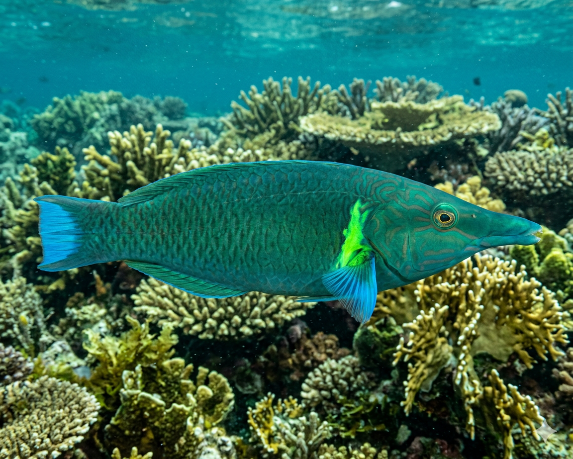 しらす様 Aquatic Division the Commoner Green Bird Wrasse(Gomphosus varius) Large - SAQ Chicago Fish