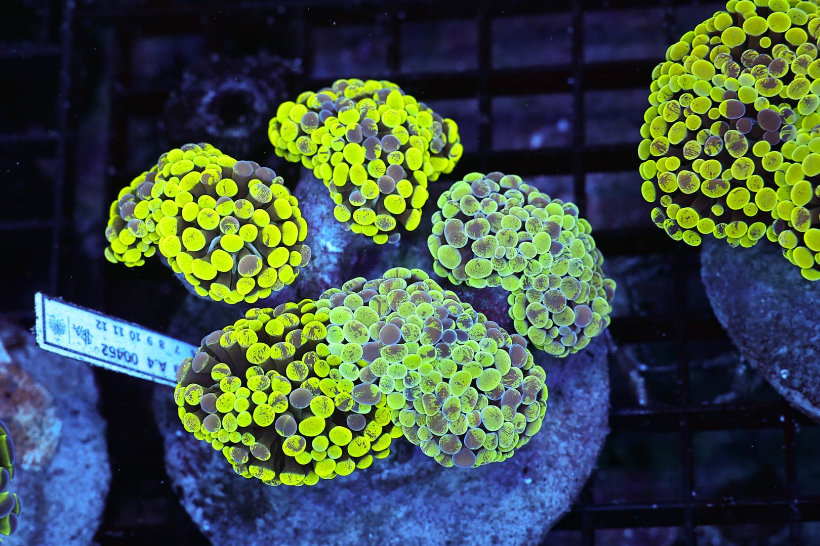 うみ◆ヘキサゴンフラワーカービング・カーネリアン×スキャポライト×あこや Splatter Hammer Colony WYSIWYG - SAQ Coral Farm