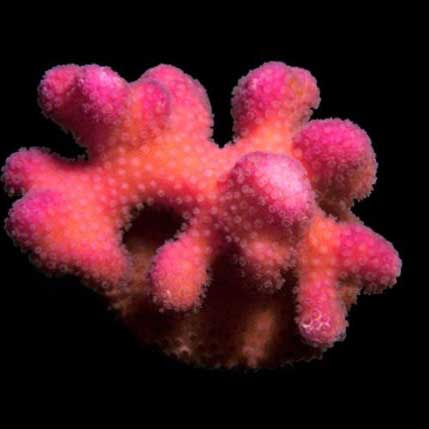 Aquacultured Pink Stylophora Coral (Stylophora sp.) - ORA