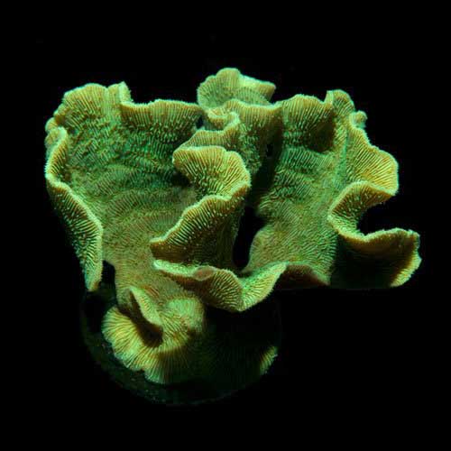 Aquacultured Mint Pavona Coral (Pavona frondifera) - ORA Chicago -  SaltwaterAquarium.com