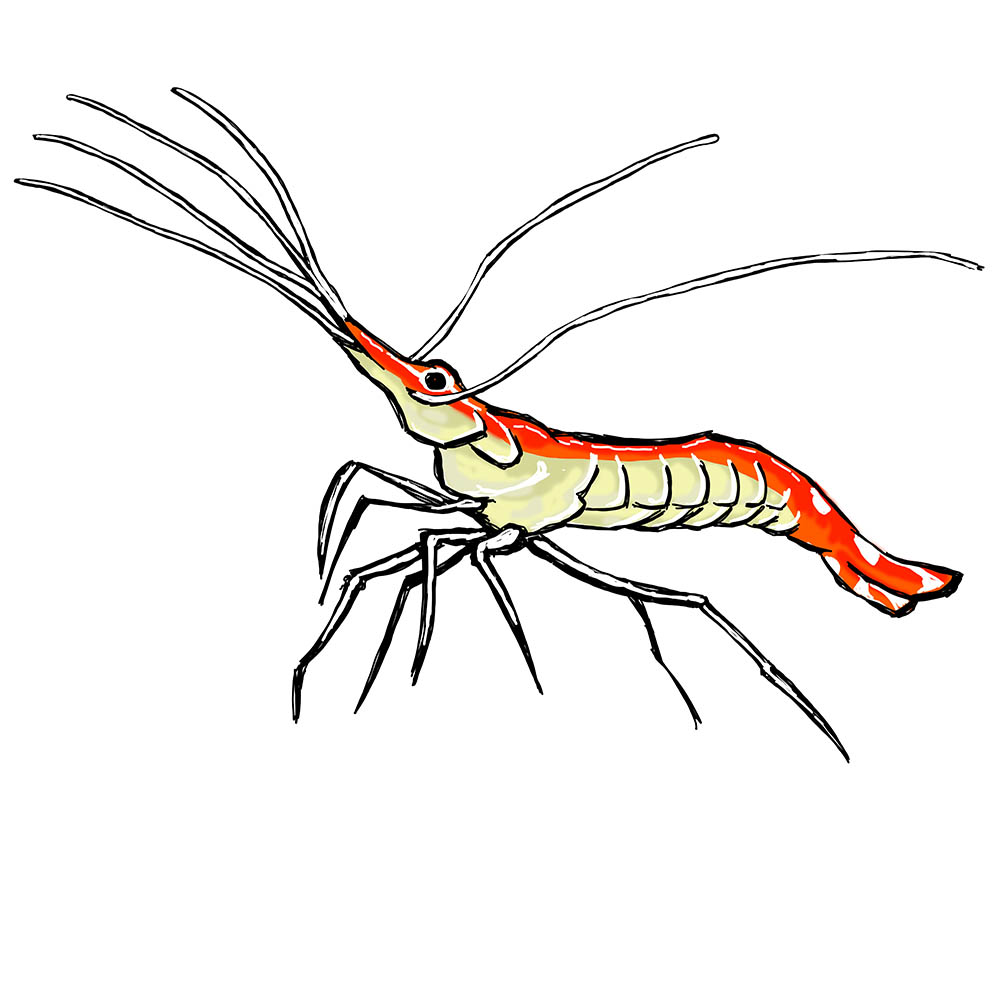 Cleaner Shrimp Clean Up Crew