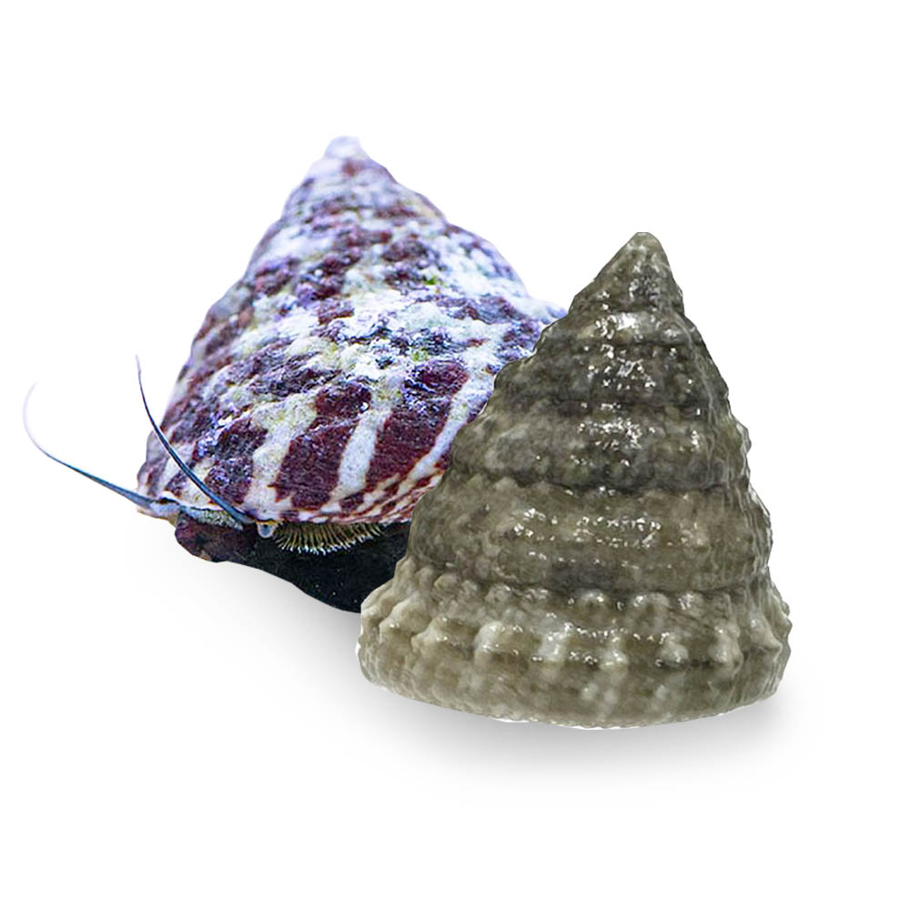 (10) Pack Trochus Snails (Trochus spp.) Banded or White Cleanup Crew