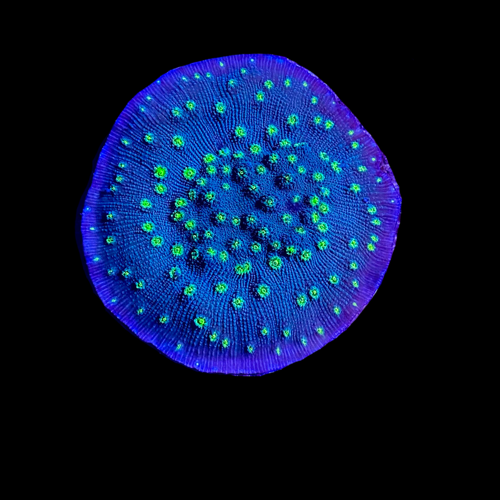 Hollywood Stunner Chalice Coral - SAQ Coral Farm