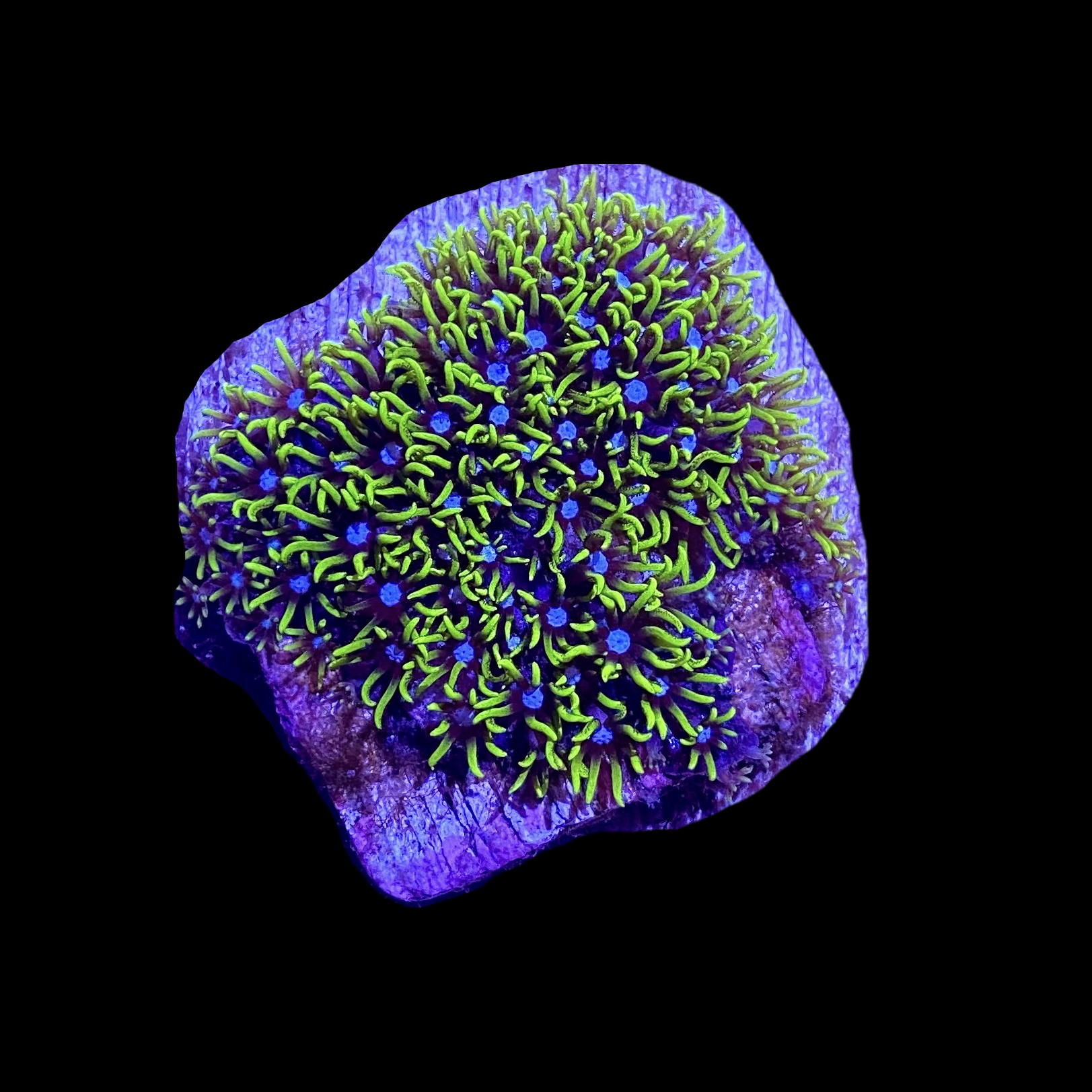 Neon Green Star Polyp Coral - SAQ Coral Farm - SaltwaterAquarium.com