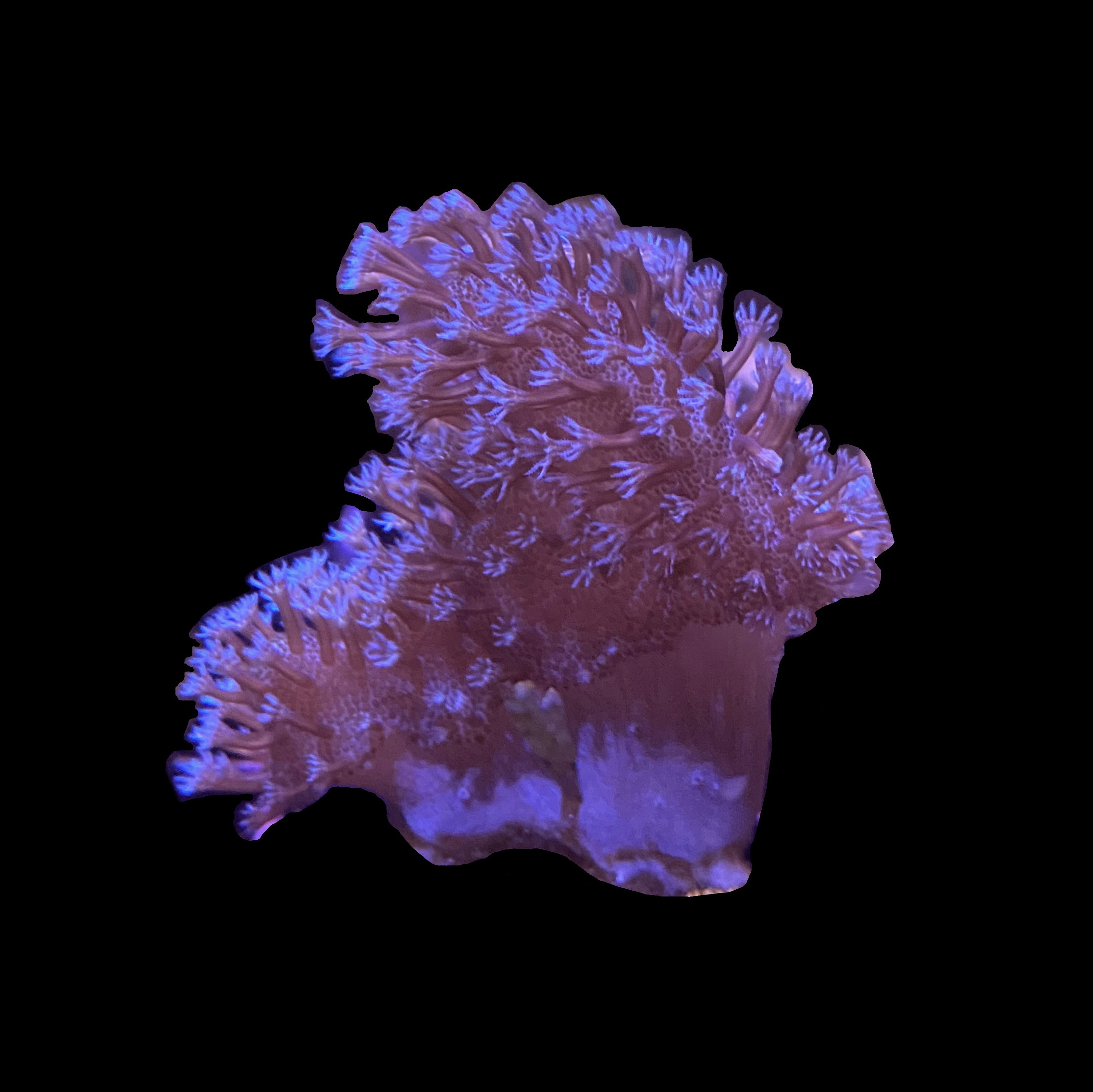 Blue Devil's Hand Leather Coral - SAQ Coral Farm
