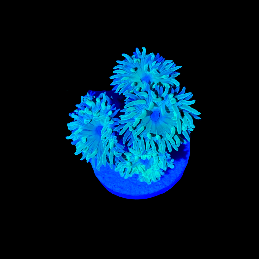 Duncan Coral (1" 2") 3 4 Heads SAQ Coral Farm