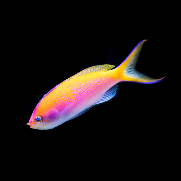 anthias fish care