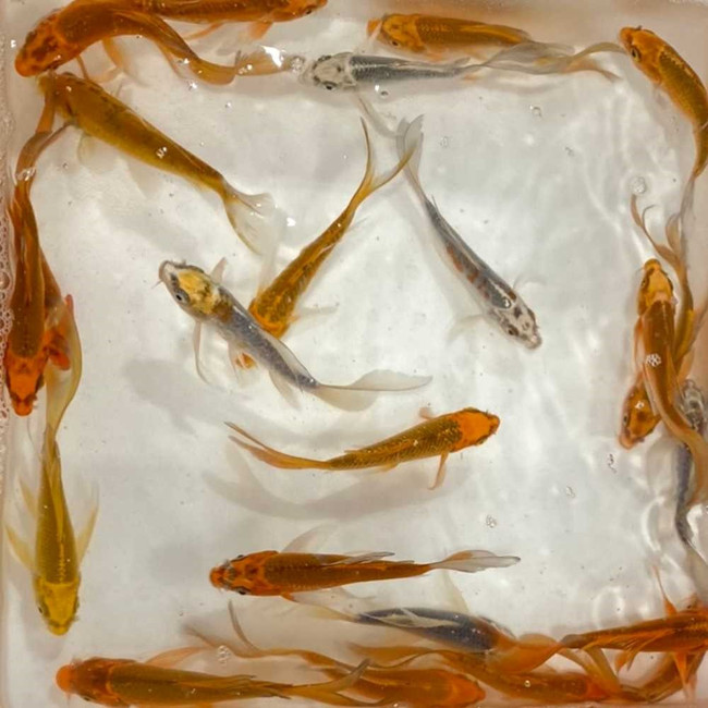 Butterfly Ghost Koi 4-5" (Freshwater) Fish - Chicago