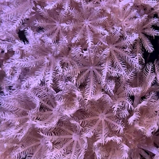 Pulsing Xenia Coral SAQ Coral Farm