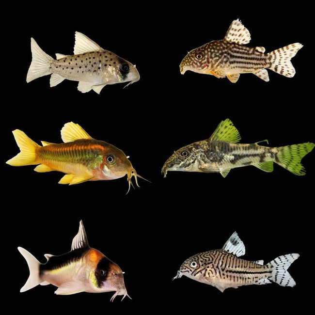 Pack) Mystery Cory Catfish (Freshwater) Fish SAQ Chicago Fish