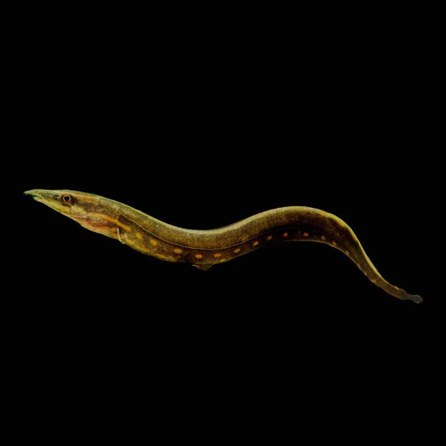 Fire eel (Freshwater) Fish - SAQ Chicago Fish - SaltwaterAquarium.com