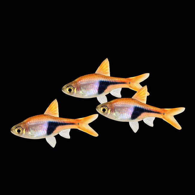 Pack) Harlequin Rasbora (Freshwater) Fish SAQ Chicago Fish1