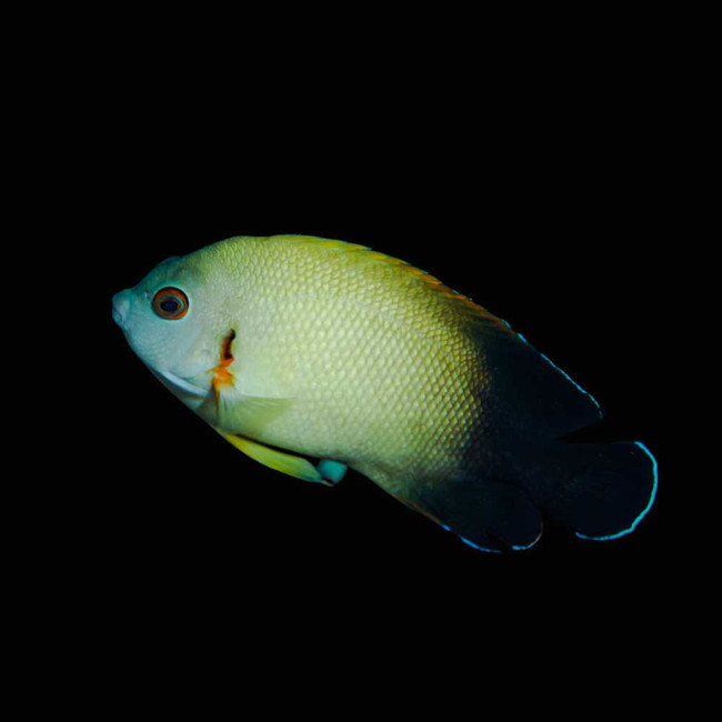 Half Black Angelfish (Centropyge Vrolikii) - SAQ Chicago Fish