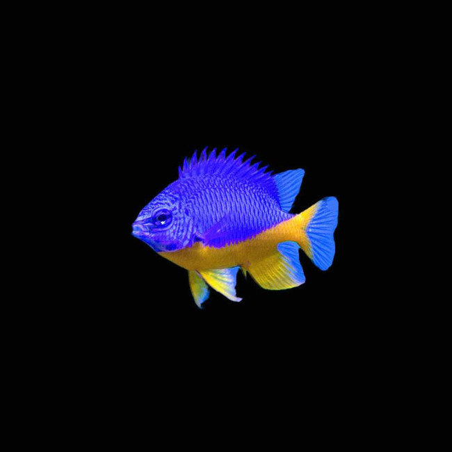 3 Pack) Azure Damsel (Chrysiptera Hemicyanea) - SAQ Chicago Fish