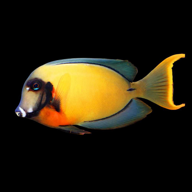Chocolate Tang (Acanthurus pyroferus) - SAQ Chicago Fish