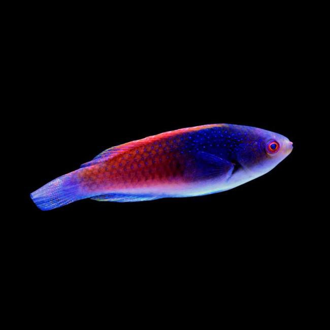 Bluehead Fairy Wrasse (Cirrhilabrus cyanopleura) - SAQ Chicago