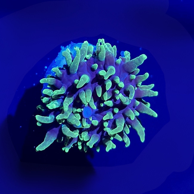 Neon Green Hairy Mushroom Coral - SAQ Coral Farm