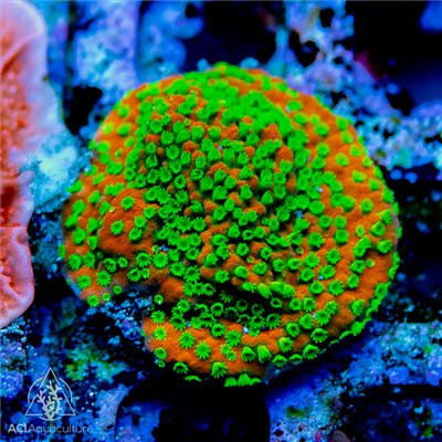 ACI Cultured Sunset Montipora (3/4