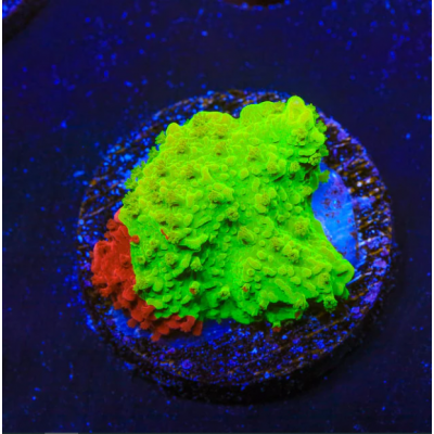 ACI Cultured Nuclear Fusion Grafted Montipora (3/4