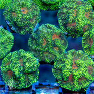 ACI Cultured Lightning Bolt Maze Paragoniastrea Coral - SAQ Coral Farm