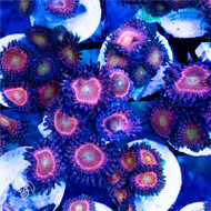 ACI Cultured Mohawks Zoanthids - SAQ Coral Farm