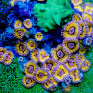 ACI Cultured Stratocaster Zoanthids - SAQ Coral Farm