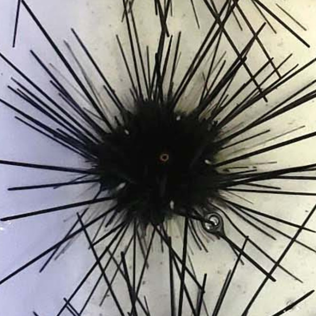 大*郎様 Cornix LP ブラック Deep Sea Silent Isle Cornix