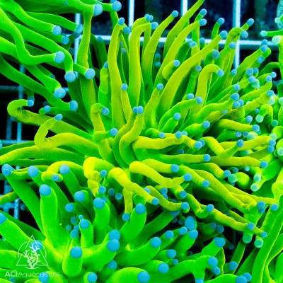 Holy Grail Torch Coral - SAQ Coral Farm - SaltwaterAquarium.com