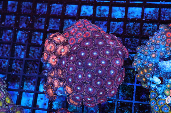 Zoanthid Combo Rock Colony WYSIWYG AA2 - SAQ Coral Farm