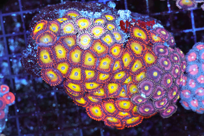 zoas12825_69__70456.1765414070