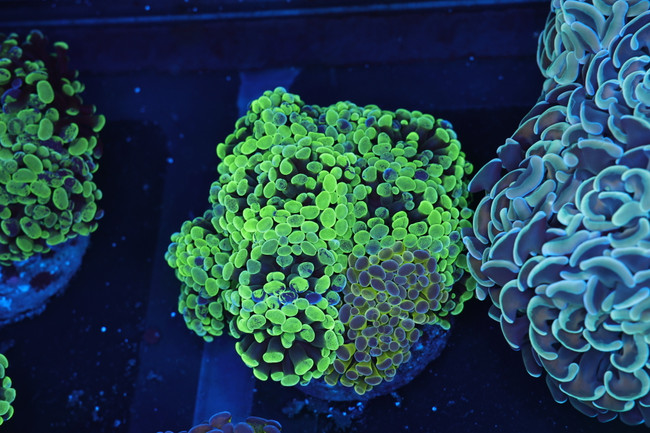 Splatter Hammer Garden 9+ Heads WYSIWYG - SAQ Coral Farm