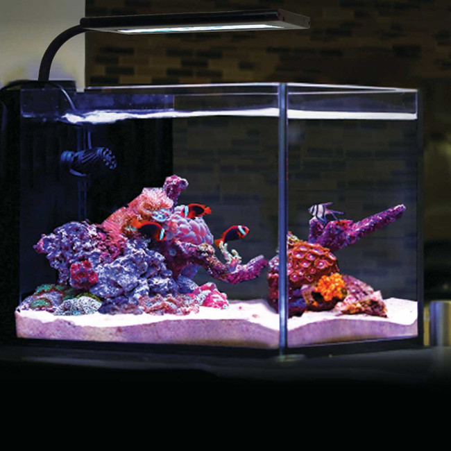 Animal Water III 紫色 LEDライト付き OPEN BOX) Orbit Marine NANO LED Light w/Gooseneck Mount & Dynamic