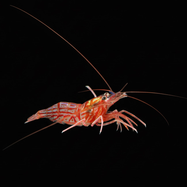 shrimpさん専用です！ Peppermint Shrimp - XL Wild Caught (Lysmata sp.) - Cleanup Crew