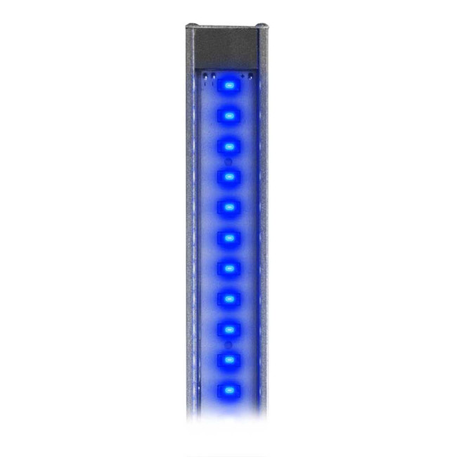 Lumi-Lite-Actinic-