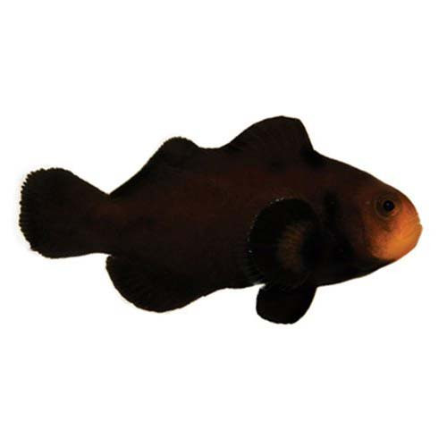 Captive Bred Pair 2 Black Ice Snowflake Clownfish Amphiprion Ocellaris Ora Saltwateraquarium Com