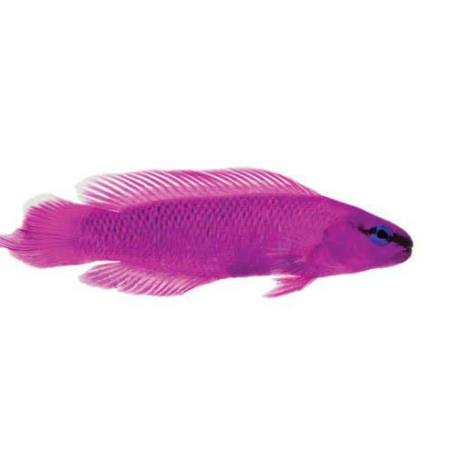 Captive-Bred Orchid Dottyback (Pseudochromis fridmani) - ORA