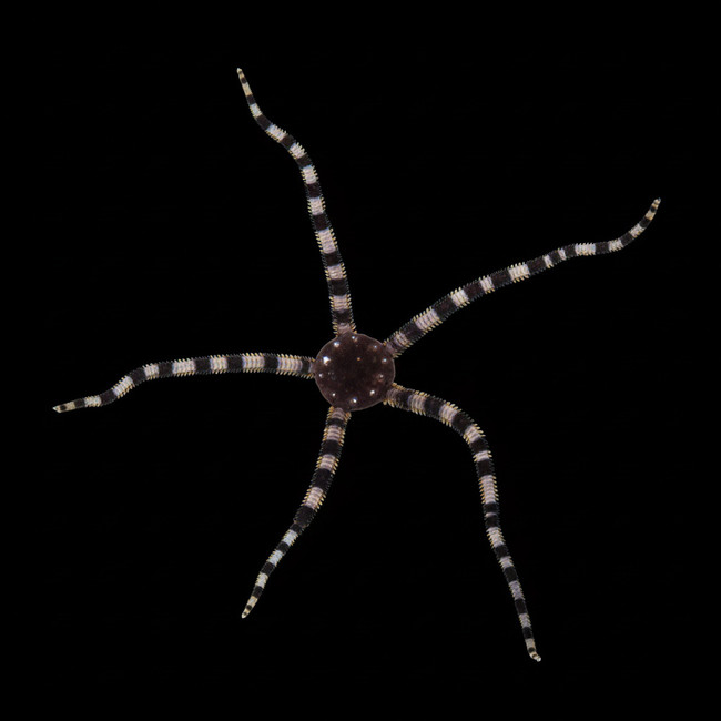 black white starfish