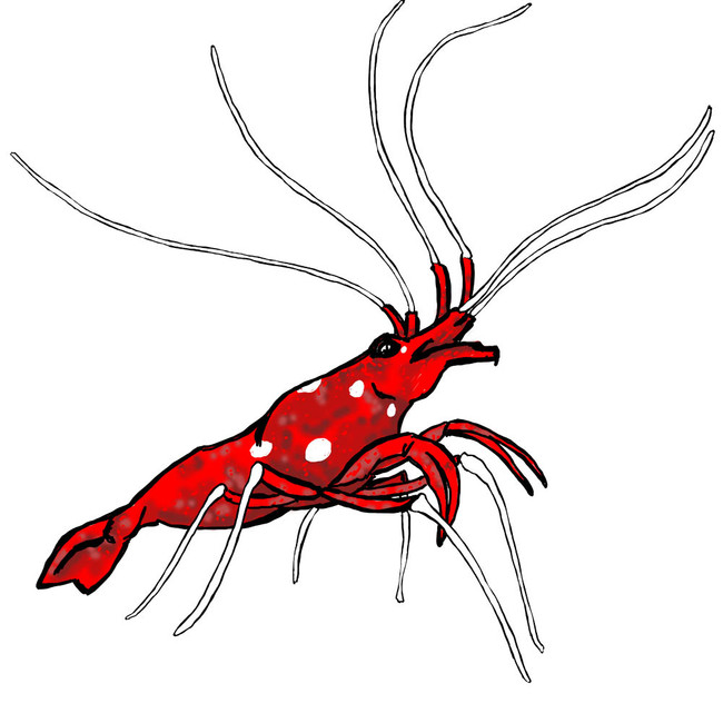 Blood Red Fire Shrimp (Lysmata debelius) Clean Up Crew