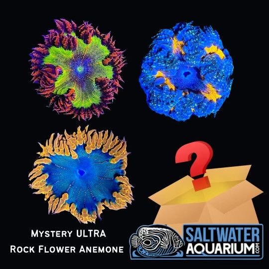 One Random Mystery ULTRA COLOR Rock Flower Anemone Coral (3/4