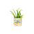 Small Tie Dye Planter with 'Aloe Gorgeous' Caption