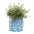 Jardinopia Beatrix Potter Small Blue Fabric Eco-Pot (9L) - main view | Peekaboobaby