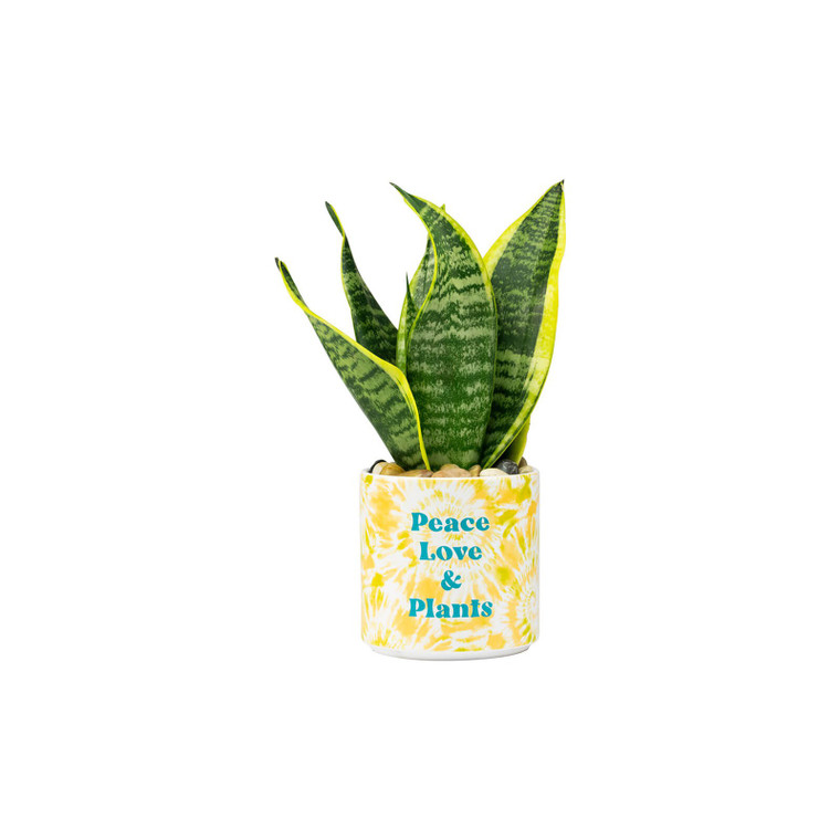 Medium Tie Dye Planter with 'Peace Love and Plants' Caption